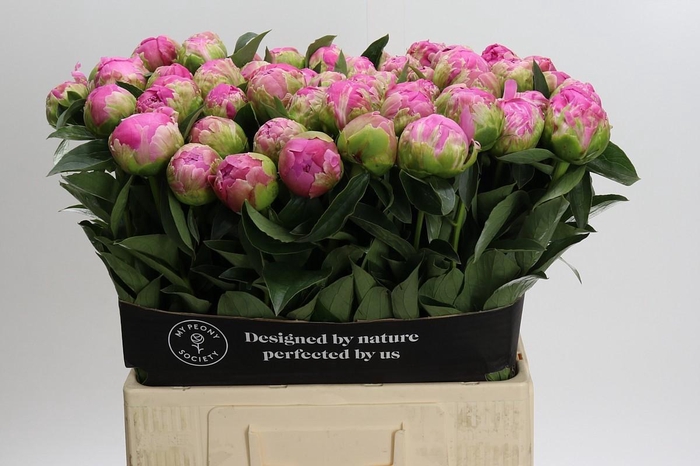 <h4>Paeonia Glory Hallelujah</h4>