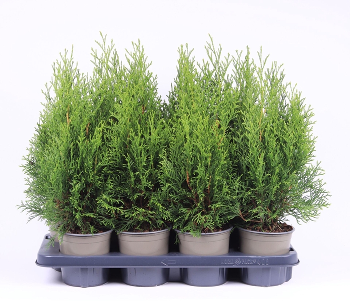 <h4>Thuja Smaragd</h4>
