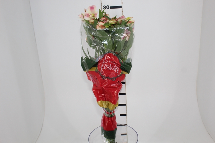 <h4>ALSTROEMERIA REBECCA 080 CM</h4>