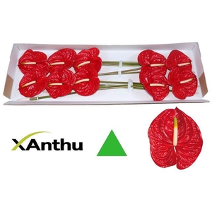 ANTH A ETERNO
