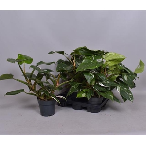 Philodendron White Princess 14Ø 40cm