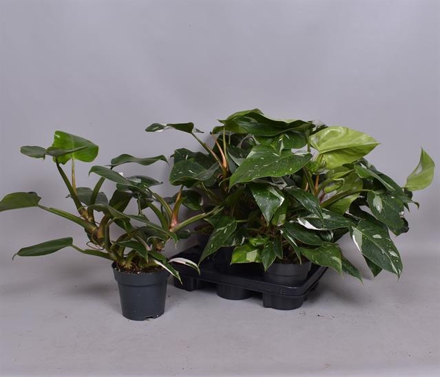 Philodendron White Princess 14Ø 40cm