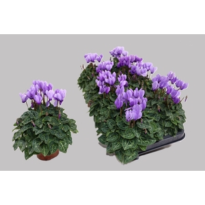 Cyclamen KL 'Dragon'