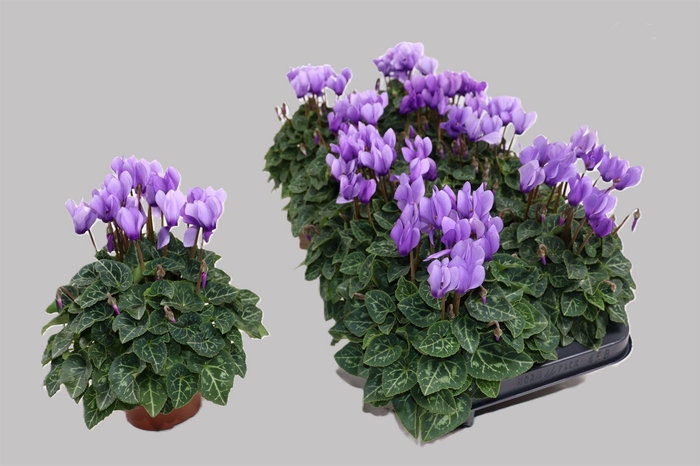 <h4>Cyclamen KL 'Dragon'</h4>