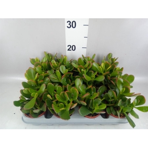 Crassula ovata 'Sunset'
