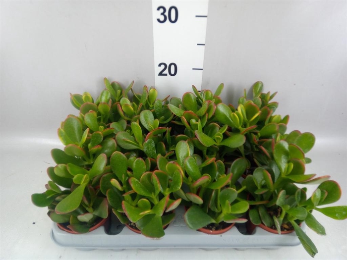 <h4>Crassula ovata 'Sunset'</h4>