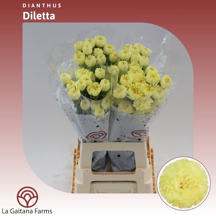 <h4>Dianthus St Diletta</h4>