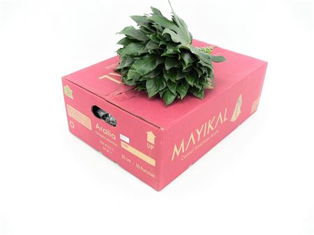 <h4>ARALIA BABY</h4>