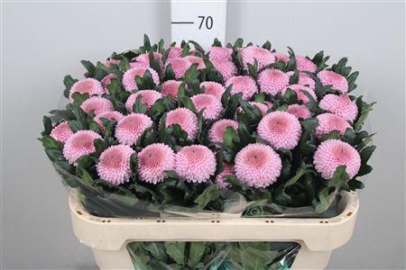 <h4>Chr G Momoko</h4>