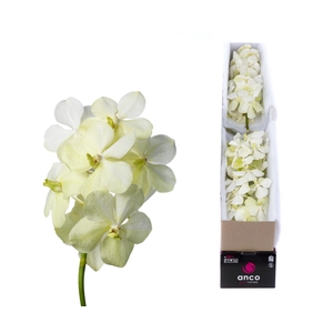 Vanda Tayanee White X4