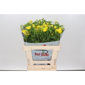 Ran Butterfly Artemis