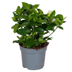 Gardenia Jasminoides 13cm