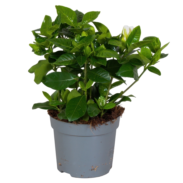 <h4>Gardenia Jasminoides 13cm</h4>