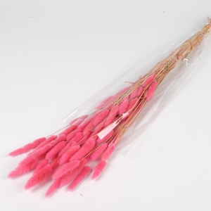 DF Lagurus Bs 50g/70cm Cerise