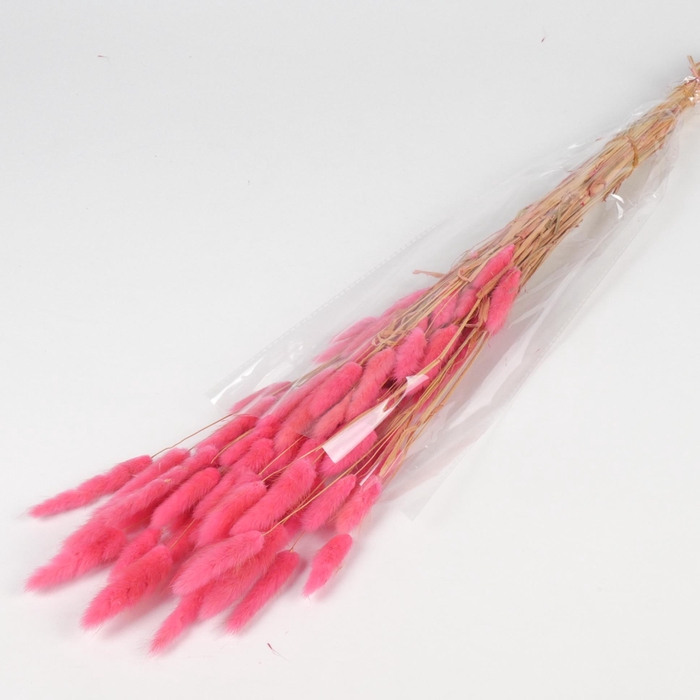 <h4>DF Lagurus Bs 50g/70cm Cerise</h4>
