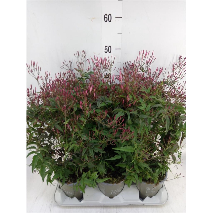 <h4>Jasminum polyanthum   ...rose</h4>