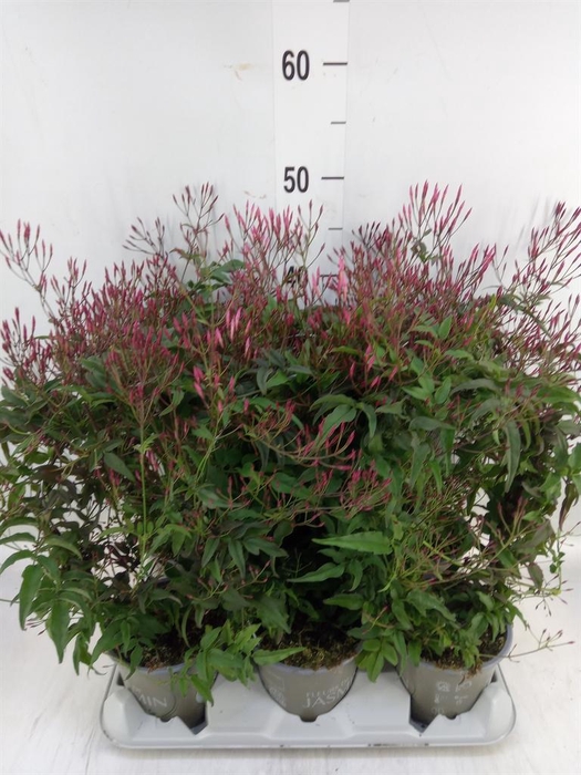 Jasminum polyanthum   ...rose