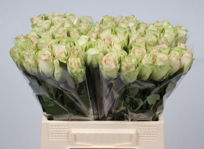 <h4>R GR LA BELLE</h4>