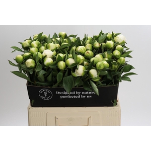 Paeonia Duchesse De Nemours