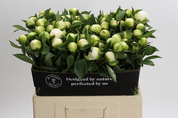 <h4>Paeonia Duchesse De Nemours</h4>