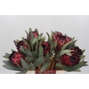 Protea Barbigera Ruby Princess Air