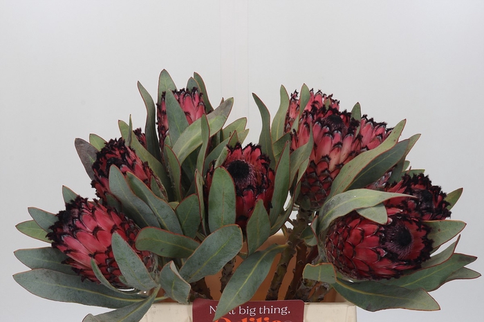 <h4>Protea Barbigera Ruby Princess Air</h4>