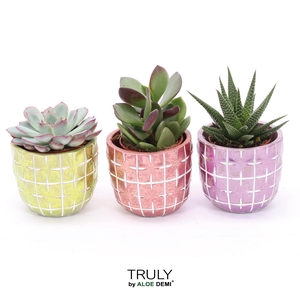 TRULY Succulent, Disco Mosaic