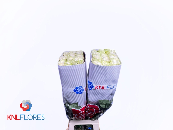 <h4>R GR MOONSTONE</h4>