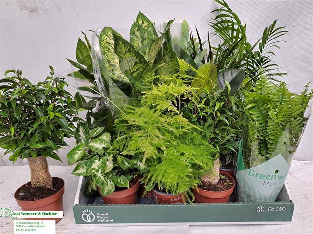 <h4>KAMERPLANT MIX P12</h4>