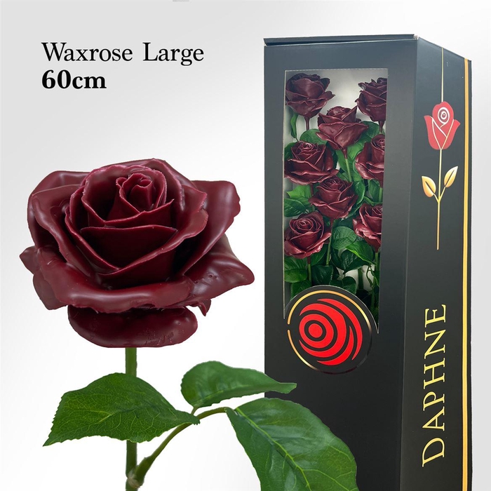 <h4>Wax Rose Xl Bordeaux 60cm</h4>