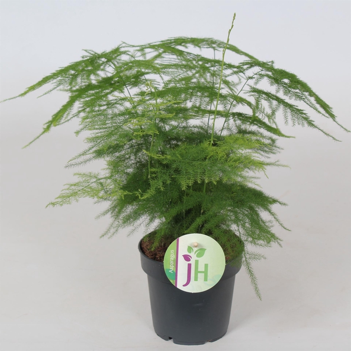 <h4>Asparagus setaceus</h4>