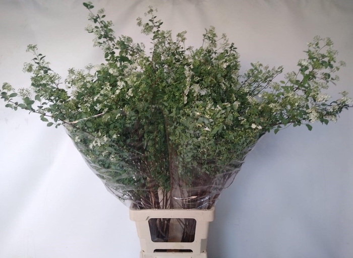 <h4>SPIR NIP SNOWMOUND</h4>