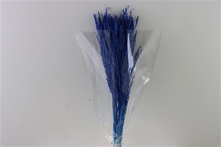 Dried Rice Grass Dark Blue Bunch Slv