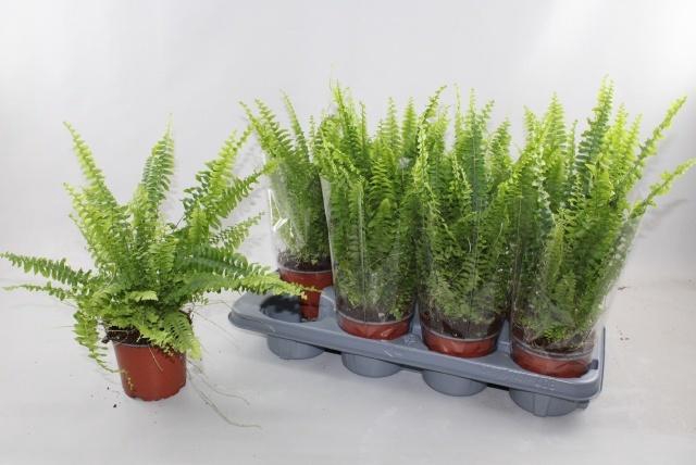 <h4>NEPHR EX GREEN LADY</h4>