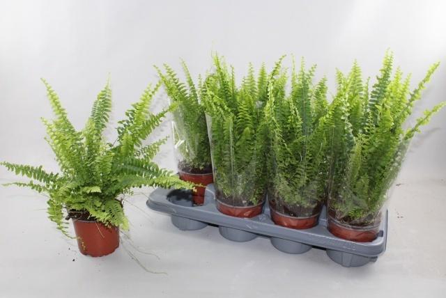 <h4>NEPHR EX GREEN LADY</h4>