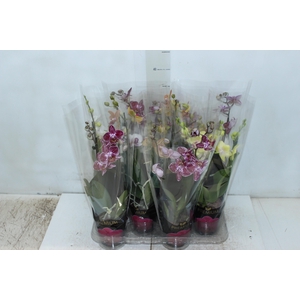 PHALAENOPSIS MINI P09 2 HT PREMIUM