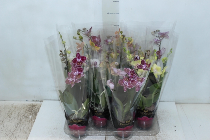 <h4>PHALAENOPSIS MINI P09 2 HT PREMIUM</h4>