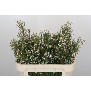 Chamelaucium Snow Flake