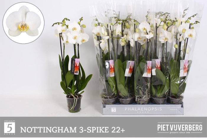 <h4>PHAL AN NOTTINGHAM</h4>