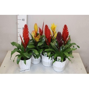 ARR BROMELIA