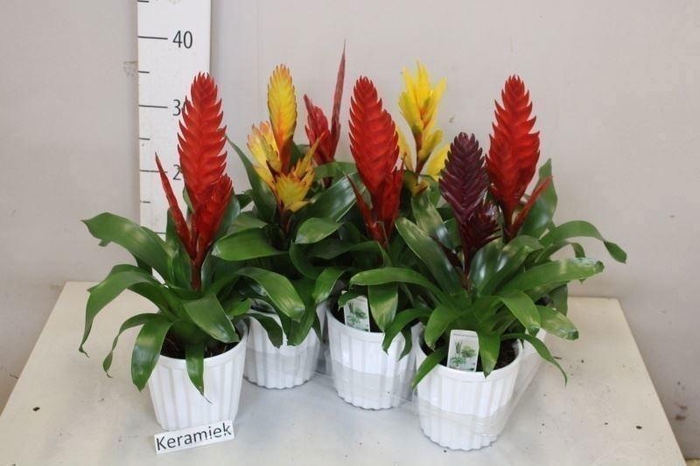 <h4>ARR BROMELIA</h4>