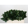 Ruscus Israel