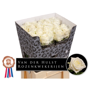 R Gr Noelia Extra Hulst