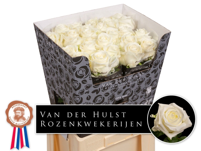 <h4>R Gr Noelia Extra Hulst</h4>
