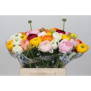 Ranunculus Clooney Rainbow Extra