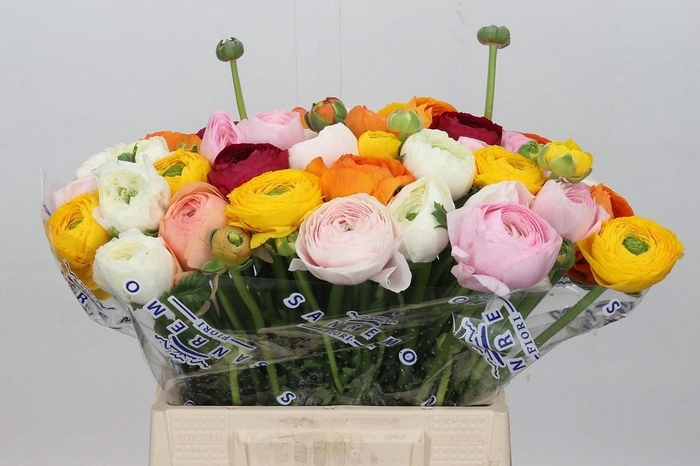 <h4>Ranunculus Clooney Rainbow Extra</h4>