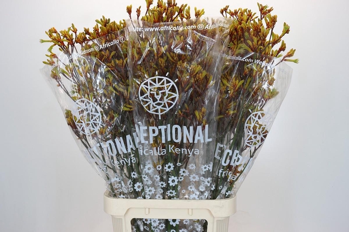 Anigozanthos Gold Fever