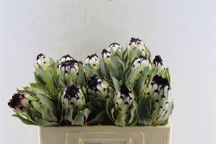 <h4>Protea Mag Niobe</h4>