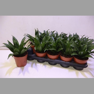 Dra Frag Janet Craig