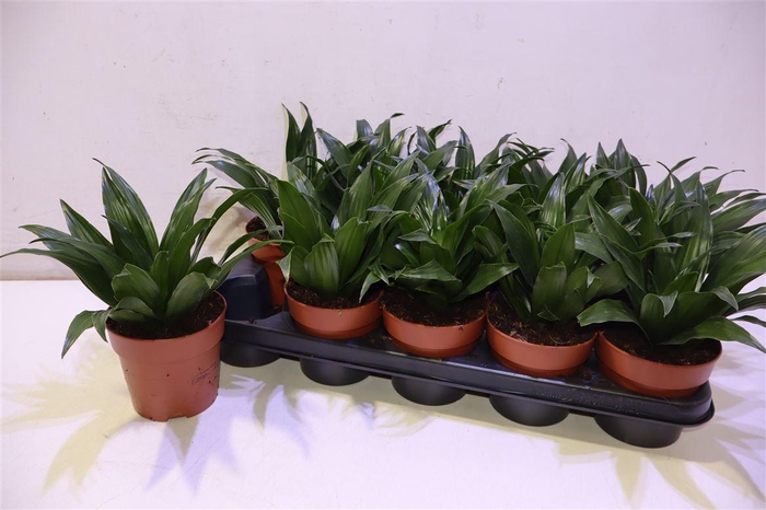 <h4>Dra Frag Janet Craig</h4>